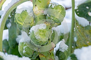 Brussels sprouts in winter on field covered snow