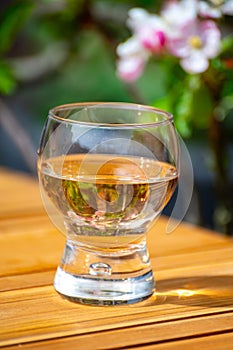 Brut apple cider from Betuwe, Gelderland, in glass and blossom of apple tree in garden on background on sunny day, apple cider