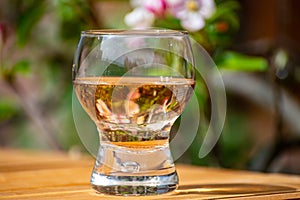 Brut apple cider from Betuwe, Gelderland, in glass and blossom of apple tree in garden on background on sunny day, apple cider photo