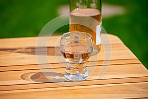 Brut apple cider from Betuwe, Gelderland, in glass and blossom of apple tree in garden on background on sunny day, apple cider photo