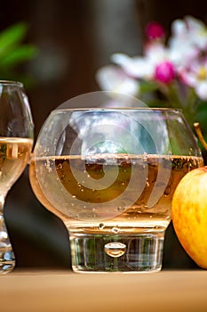 Brut apple cider from Betuwe, Gelderland, in glasses and blossom of apple tree in garden on background on sunny day, apple cider