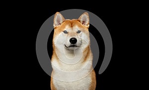 Brutal Red Shiba inu Dog on Isolated Black Background