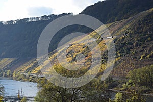 Bruttig-Fankel, Germany - 11 12 2020: Mosel with autumn vineyards