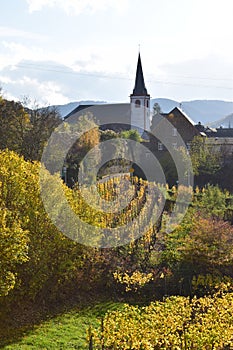 Bruttig-Fankel, Germany - 11 12 2020: yellow vineyards in front of the church