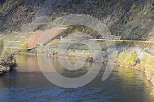 Bruttig-Fankel, Germany - 11 12 2020: Mosel curve with stee vineyards in autumn