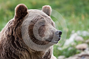 Brutus the Grizzly Bear