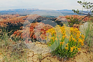 Bryce Canyon backgrounds with Packera cana flower or Woolly groundsel flower bush
