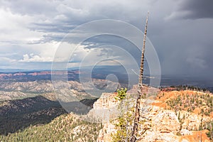 Bryce Canyon - Bristlecone Pine tree with aerial view of pinnacles on Navajo hiking trail, Bryce Canyon National Park, Utah, USA