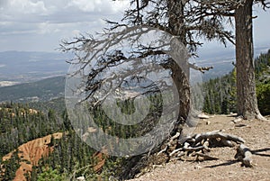 Bryce Canyon - Dead Trees