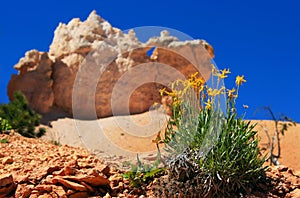 Bryce Canyon hoodoo backgrounds with Packera cana flower or Woolly groundsel flower bush