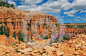 Bryce Canyon hoodoos Landscape, Bryce Canyon National Park