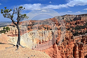 Bryce Canyon National Park with Bristlecone Pine and Hoodoos near Sunset Point, Southwest Desert, Utah