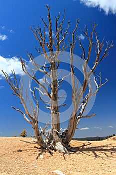 Bryce Canyon National Park, Bristlecone Pines Loop Trail near Rainbow Point, Southwest Desert Landscape, Utah