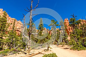 Bryce Canyon National Park - Hiking on the Queens Garden Trail and Najavo Loop into the canyon, Utah, USA