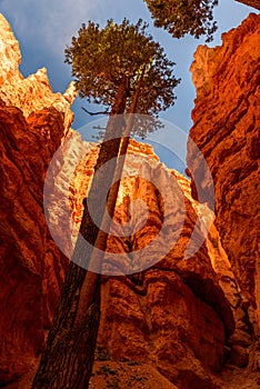 Bryce Canyon National Park - Hiking on the Queens Garden Trail and Najavo Loop into the canyon, Utah, USA