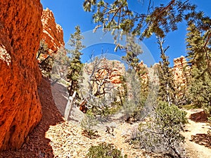 The Bryce Canyon National Park Utah, United States.