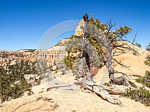 The Bryce Canyon National Park Utah, United States.