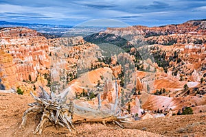 Bryce Canyon National Park, Utah, USA with a Dead Tree