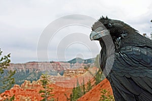 Bryce Canyon Raven photo