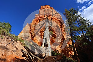 Bryce Canyon USA Utha