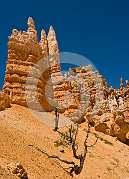 Bryce Hoodoos