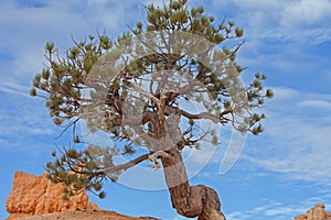 Bryce Limber Pine 2444