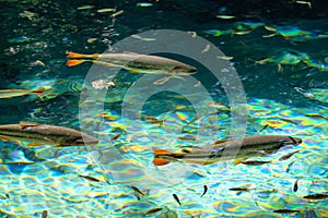 Brycon Hilarii, Piraputanga fishes in cristal clear water of the Salobra river, Bom Jardim Nobres, Mato Grosso, Brazil photo