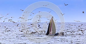 Bryde's whale