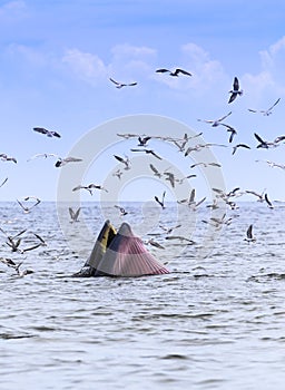 Bryde's whale