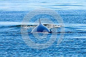 Bryde`s Whale Balaenoptera edeni big fish in the sea