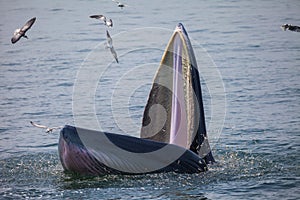 Bryde`s whale