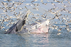 Ballena ballena alimentación pequeno en tailandia 