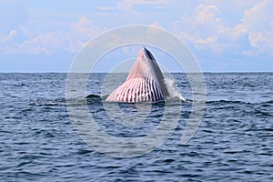 Bryde`s whale or Eden`s whale