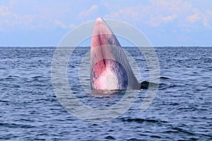 Bryde`s whale or Eden`s whale