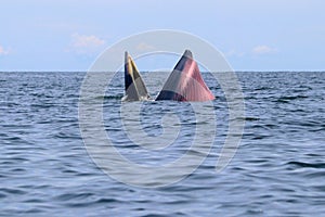 Bryde`s whale or Eden`s whale