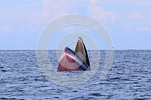 Bryde`s whale or Eden`s whale