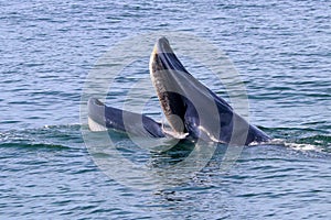 Bryde`s whale or Eden`s whale