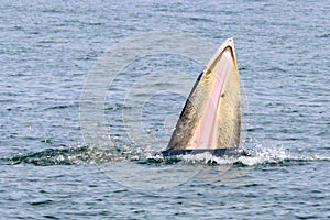 Bryde`s whale or Eden`s whale