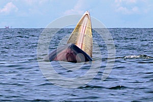 Bryde`s whale or Eden`s whale