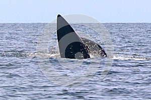 Bryde`s whale or Eden`s whale