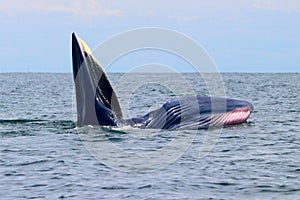 Bryde`s whale or Eden`s whale