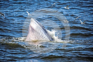 Bryde's whale