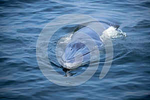 Bryde's Whale quickly swims to the water's surface to exhale by blowing the water into the air.