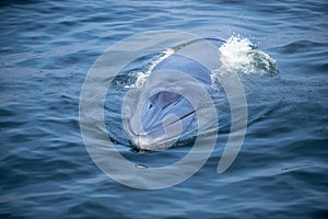 Bryde's Whale quickly swims to the water's surface to exhale by blowing the water into the air.