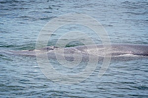 the bryde's whale in the sea