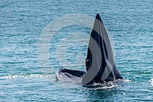 Bryde whale