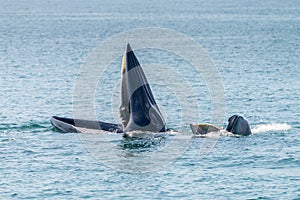 Bryde whale