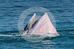 Bryde whale