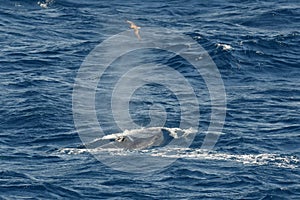 Brydes vinvis, Brydes whale, Balaenoptera brydei