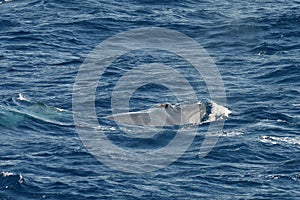 Brydes vinvis, Brydes whale, Balaenoptera brydei